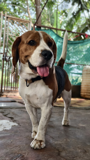 Looking for dog boarding in Wakad? 🐾 post image