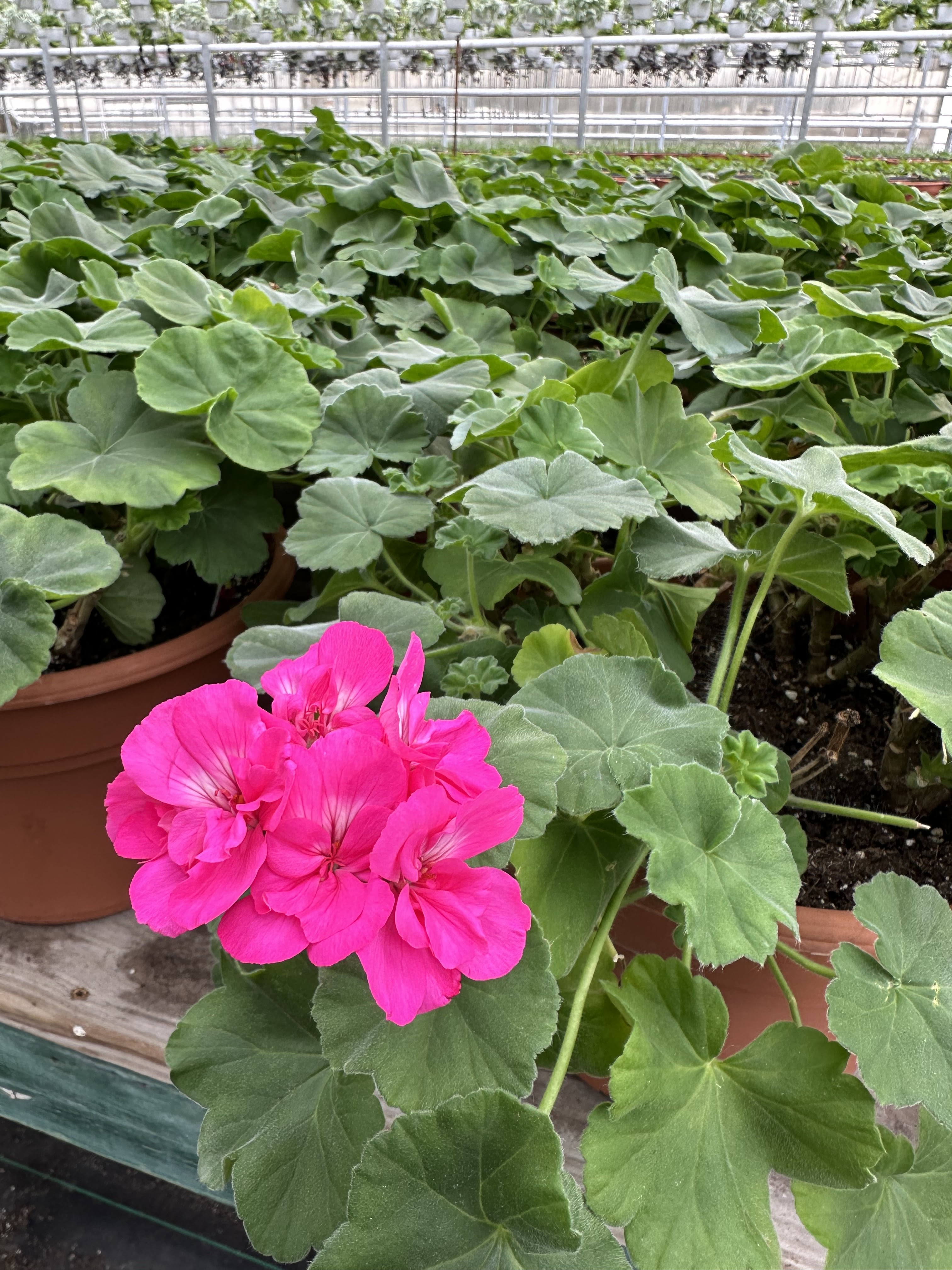 Varner's Greenhouse & Nursery