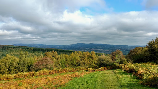 Mortimer Forest - Visual