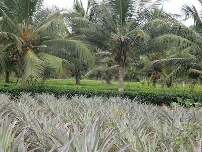 Photos of Agropark Millaniya