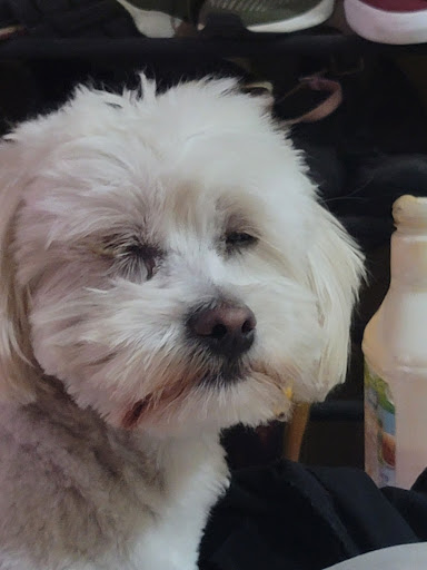 Mi Mascota Pet Shop And Grooming - Thumbnail