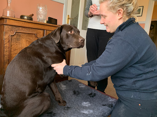 Beth Austin Veterinary Physiotherapy - Thumbnail