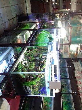 Listy Aquarium, Author: Mohamad Ali