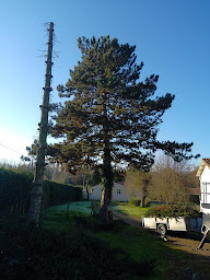 Photo n°20 de Rochard service d élagage à Courlay (Service d'élagage)