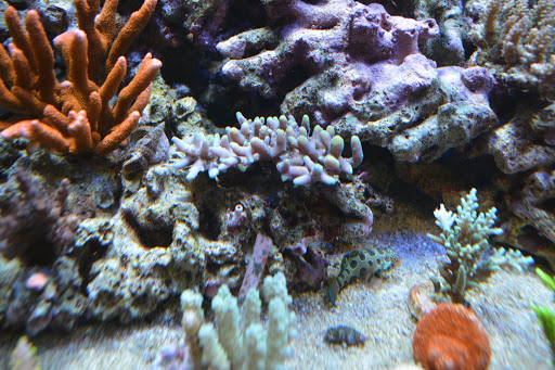Premium Aquatics - Thumbnail