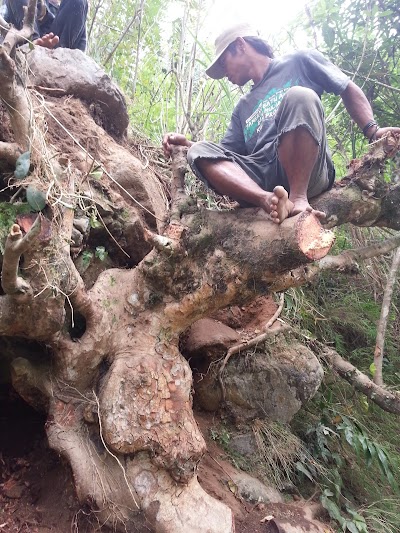 Photos of Bowo Galleri Bonsai Dan Lukisan