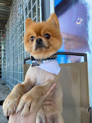Hospital Veterinario Mascorp Temixco - Thumbnail