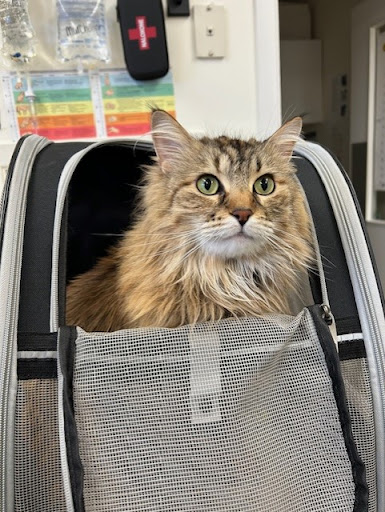 VCA Stittsville Small Animal Clinic - Thumbnail