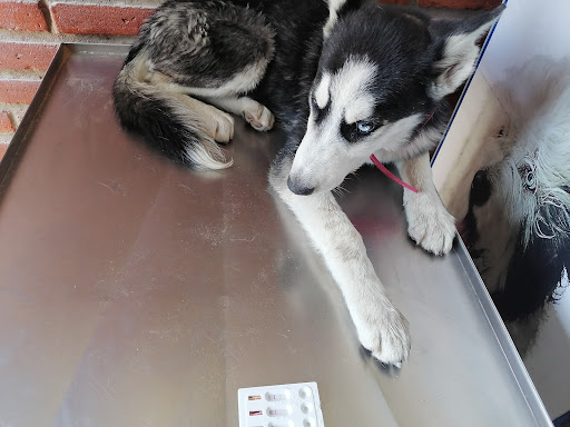 CLÍNICA VETERINARIA BIENESTAR ANIMAL