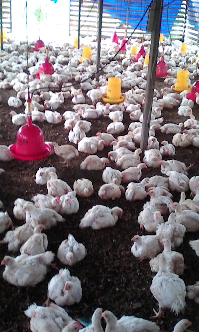 Photos of Gudang Ayam Erwin