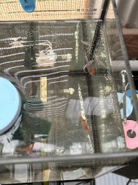 クワガタ屋・メダカすくい