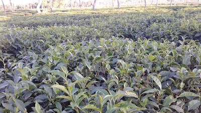 Photos of Brama chara Tea Garden Temple
