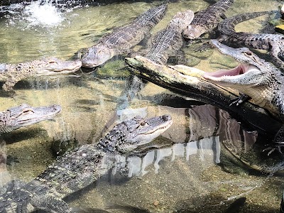 Colorado Gators Reptile Park