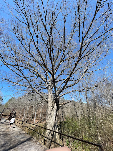 Oldest tree in Alabama Gallery - United States