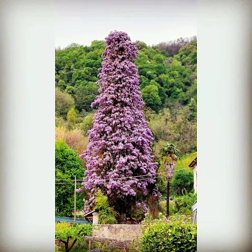 Il Glicine di Olgiate - Thumbnail