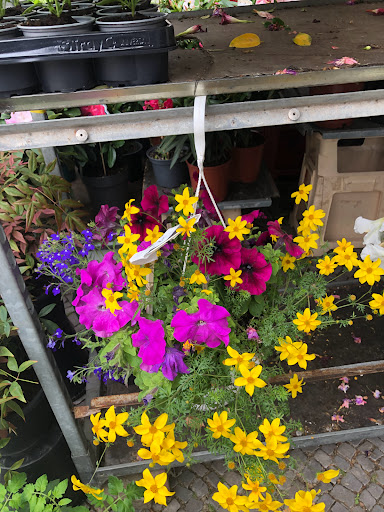 Blumen-Dörrfeld - Thumbnail