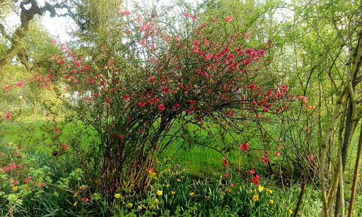 NABU-Garten - Thumbnail