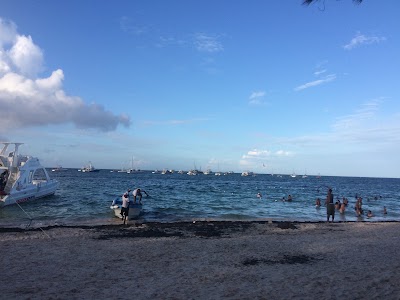 Photos of Playa jellyfish