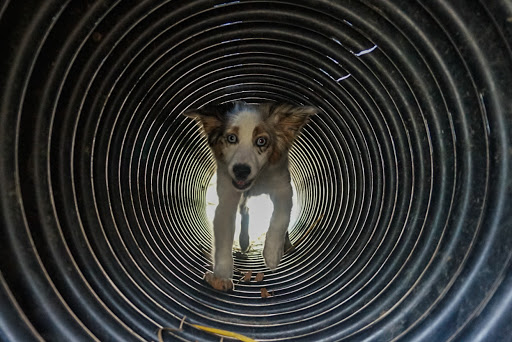 Dogstyle Inc. - Visual