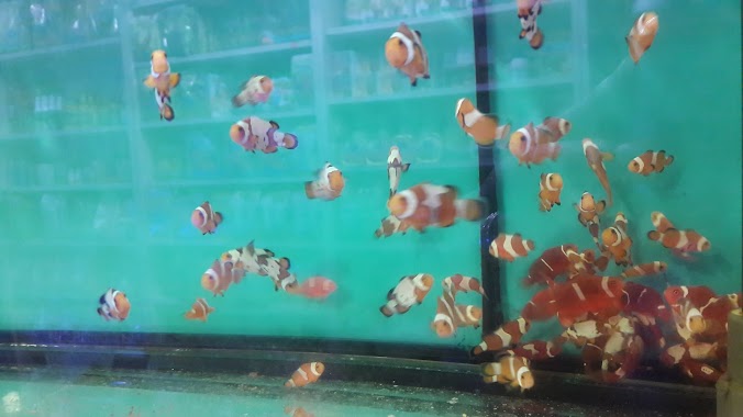 Fishland Aquarium, Author: Özgür Aydoğdu