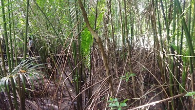 Photos of HUTAN MANGROVE AYAH KEBUMEN