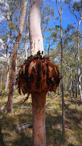 Werakata National Park - Thumbnail