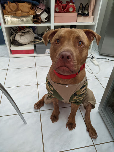 Queensland Veterinary Specialists - Thumbnail