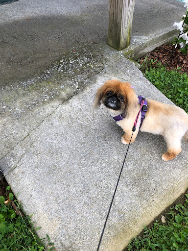 The Spotted Pup , Dog Grooming - Thumbnail