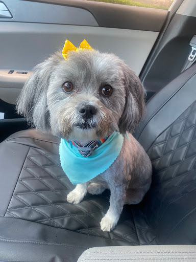 Loving Care Pet Grooming - Thumbnail