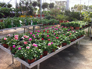 Photo n°26 de POUSSE-CLANET Espaces Verts - Pépinière & Jardinerie Lattes, Montpellier à Lattes (Pépiniériste en gros)