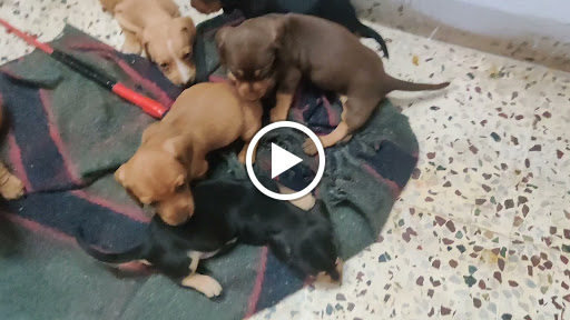 Dachshund puppy Available in Indore mp post image