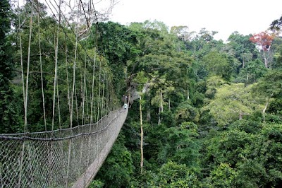 Photos of Kibira National Park