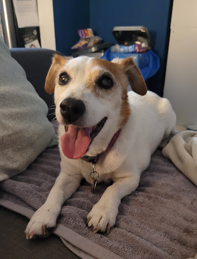 St. Clair Veterinary Facilities - Thumbnail
