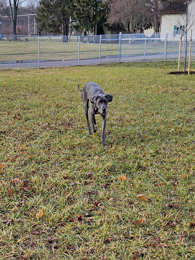 Ali's Dog Park - Thumbnail