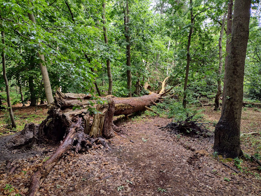 Snettisham Woods - Thumbnail