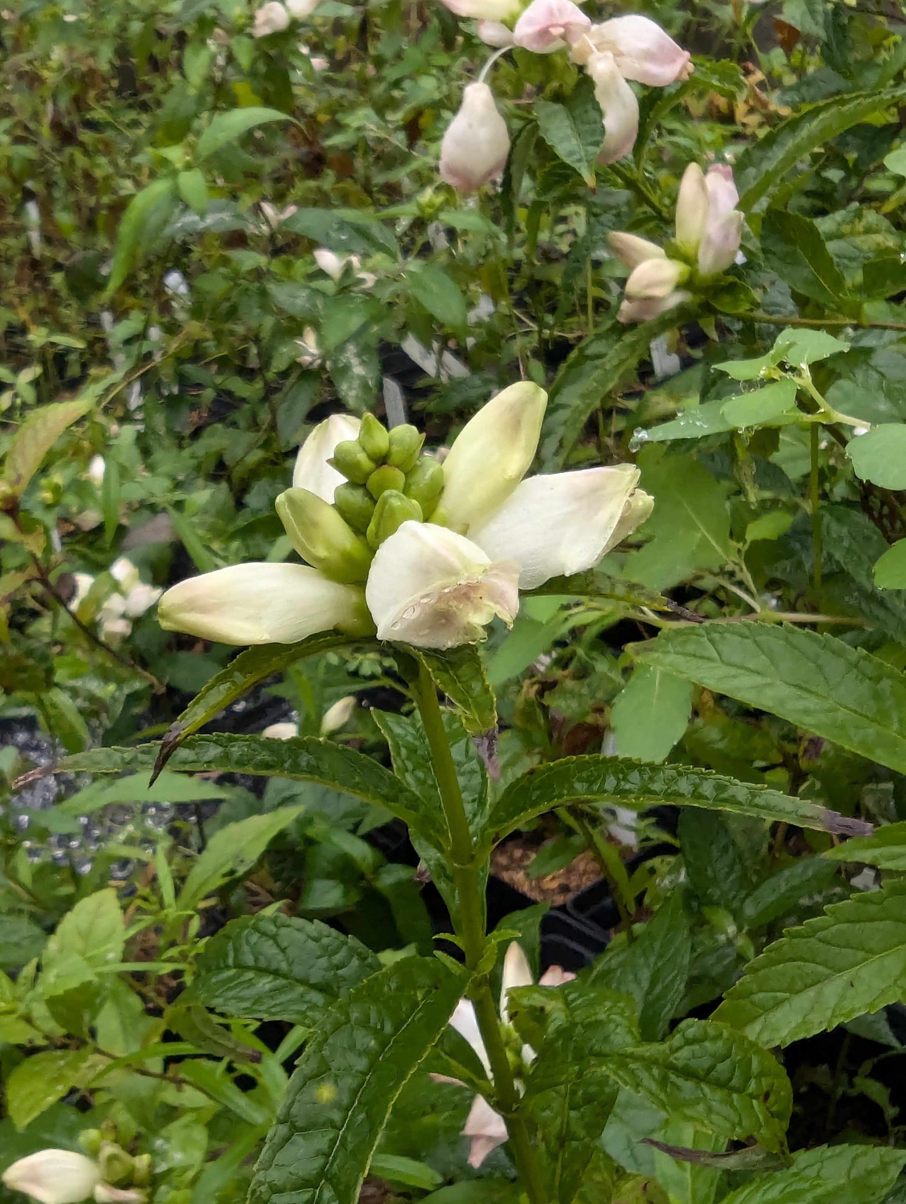 Earth Sangha Wild Plant Nursery