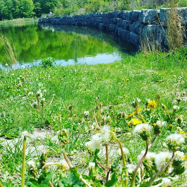 Earl Bales Park