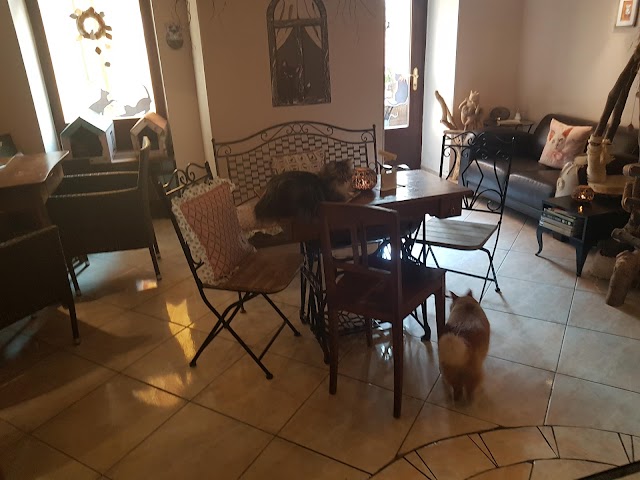 Cat Café