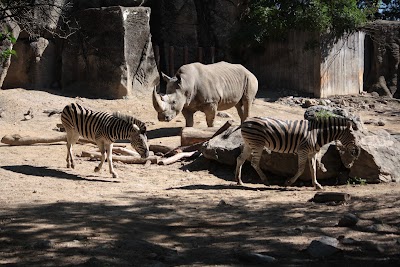 Zebra And Rhino Habitat