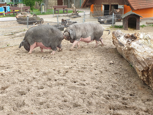 Bad Kösen Zoo - Thumbnail
