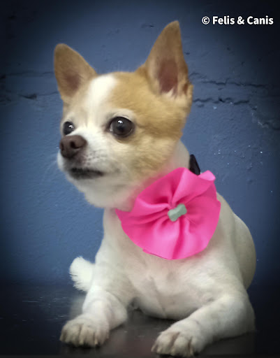 Veterinaria Felis & Canis