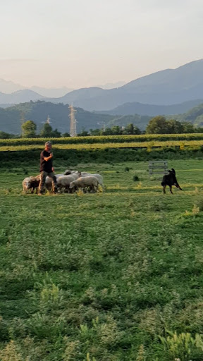 Bordersheep - Visual