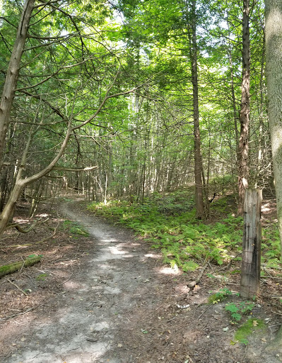Glen Major Forest - Thumbnail
