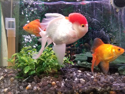 Sailfin Pet Shop