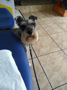 veterinaria Runa Luna 1