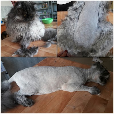Photos of Vet Klinika Zoolyuks
