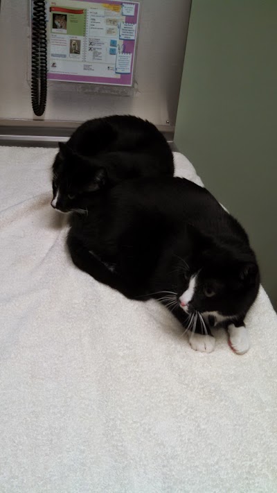veterinary-care