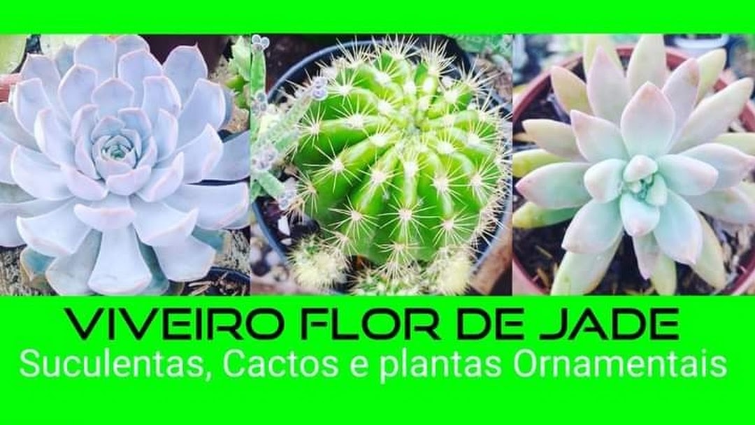 Viveiroflordejade - Viveiro De Plantas em Jardim Dom Bosco