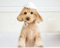 ペットパラダイスビューティ横浜元町店