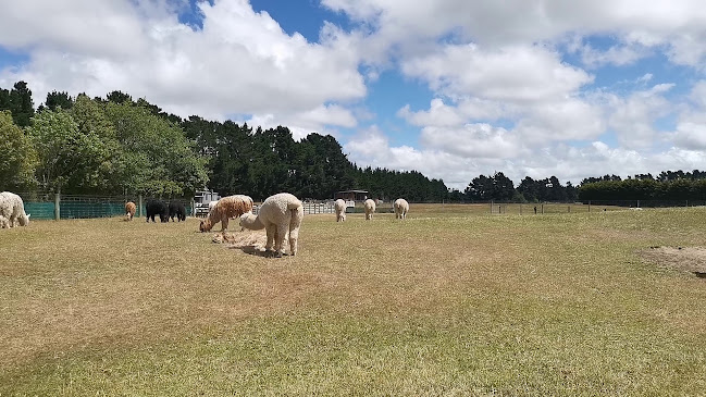 Reviews of Sherlin Alpaca Stud in West Melton - Other